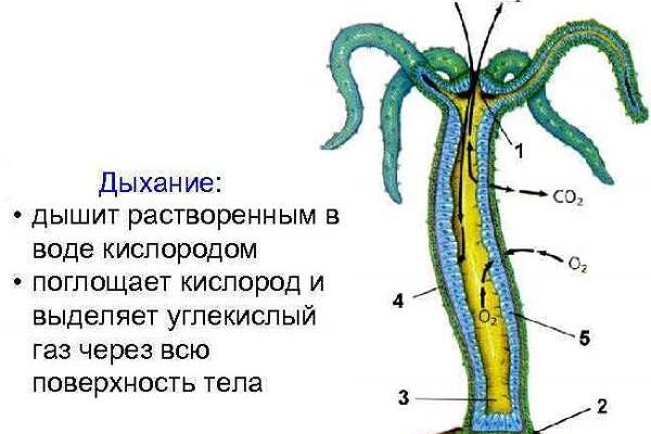 Kraken зеркало тор